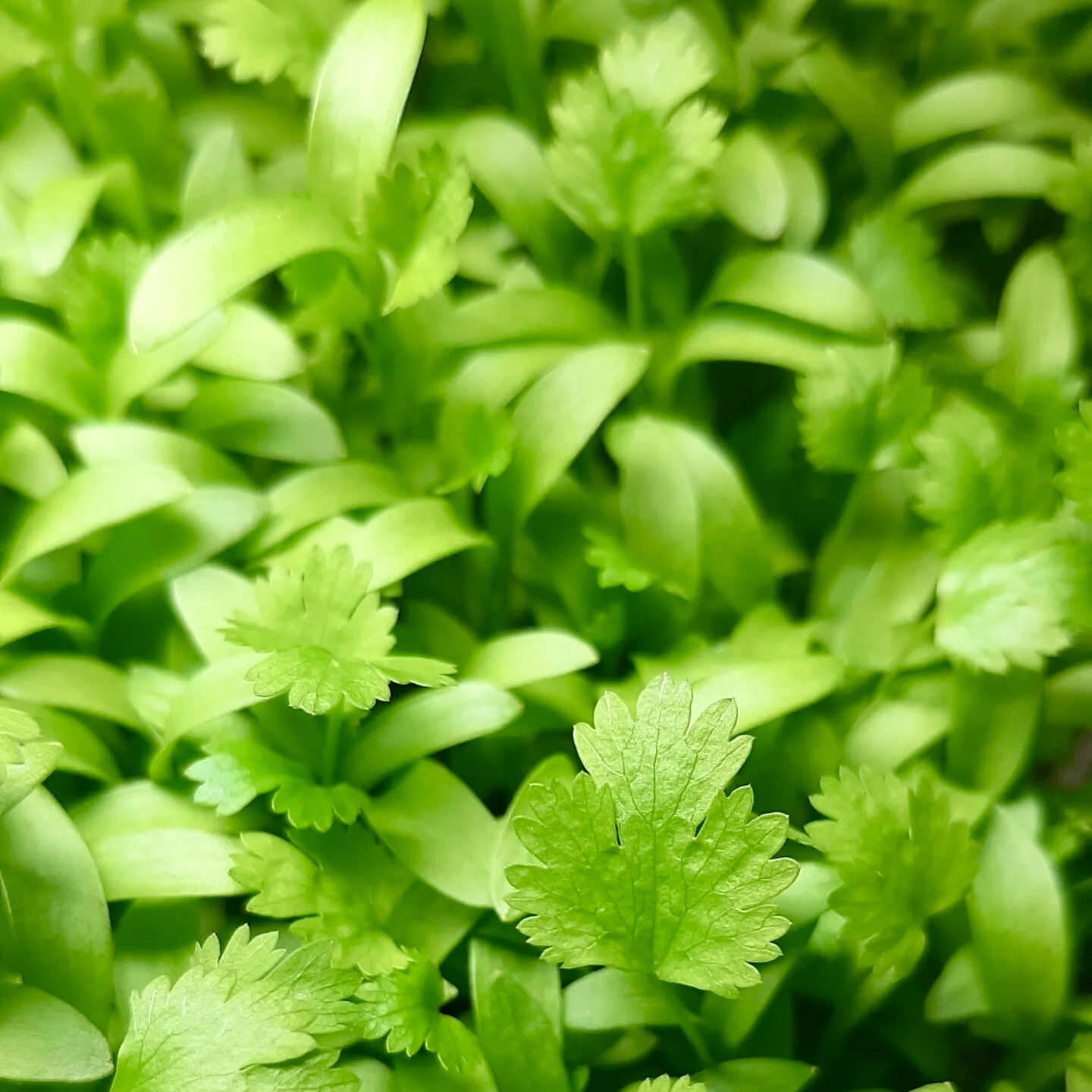 Cilantro