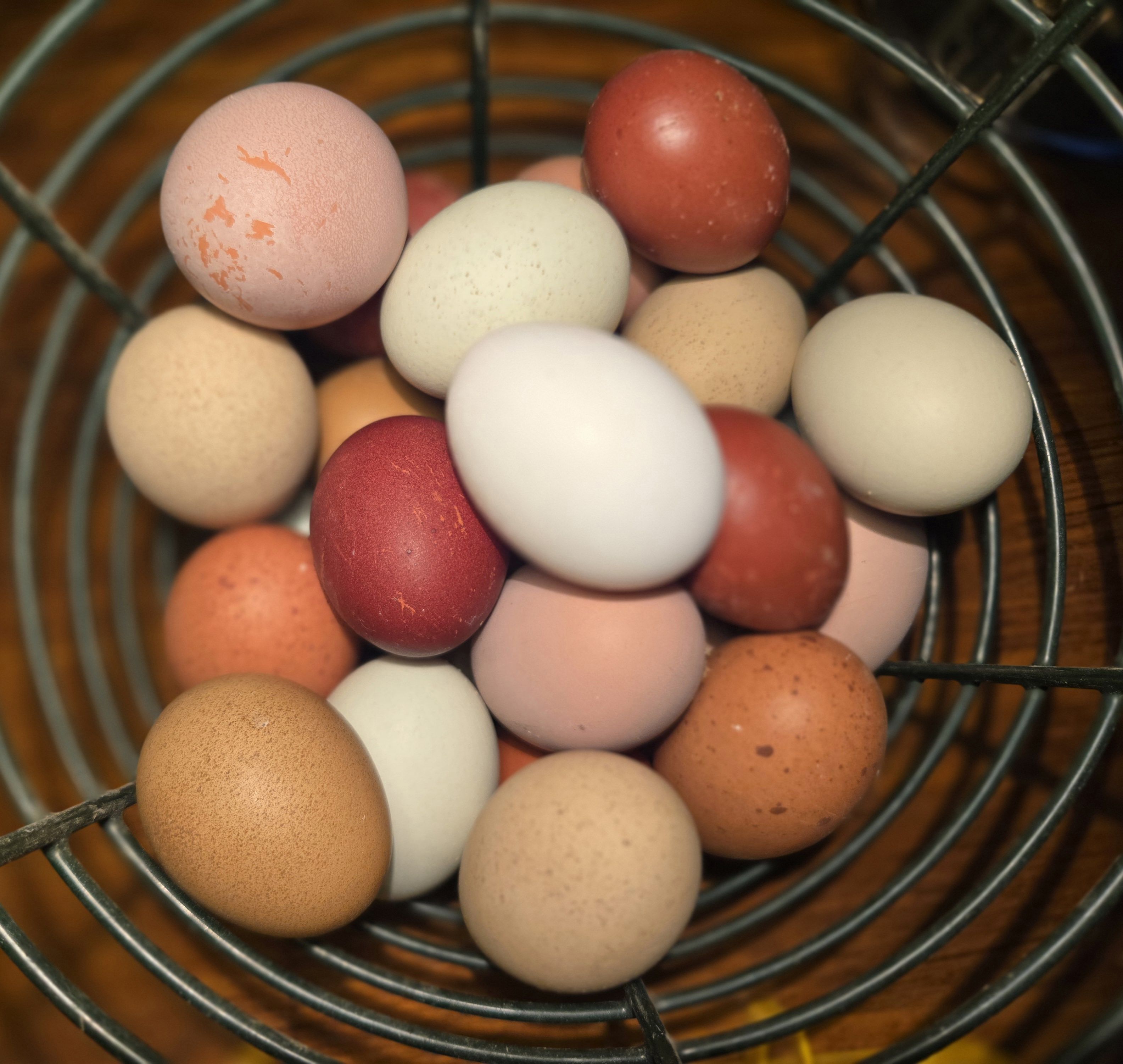 Farm Fresh Eggs 
