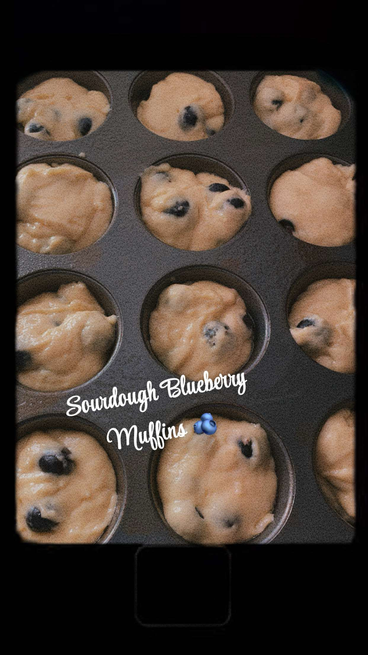 Sourdough Muffins/Minis