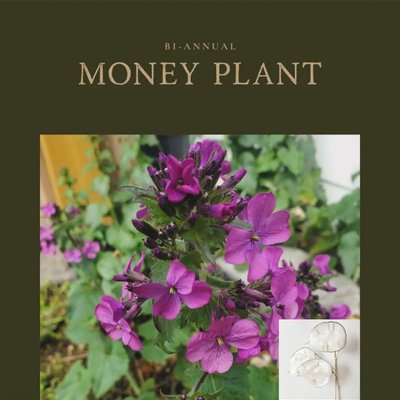 Money Plant Silver Dollar