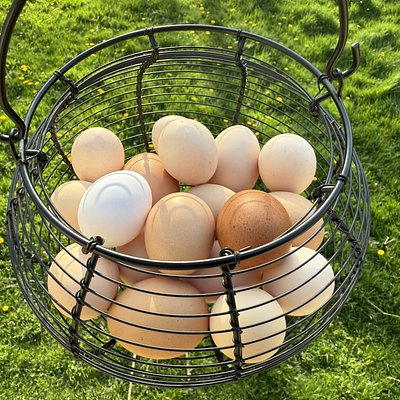 Farm Fresh Chicken Eggs | Dozen
