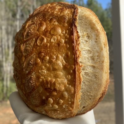 Plain Artisan Sourdough