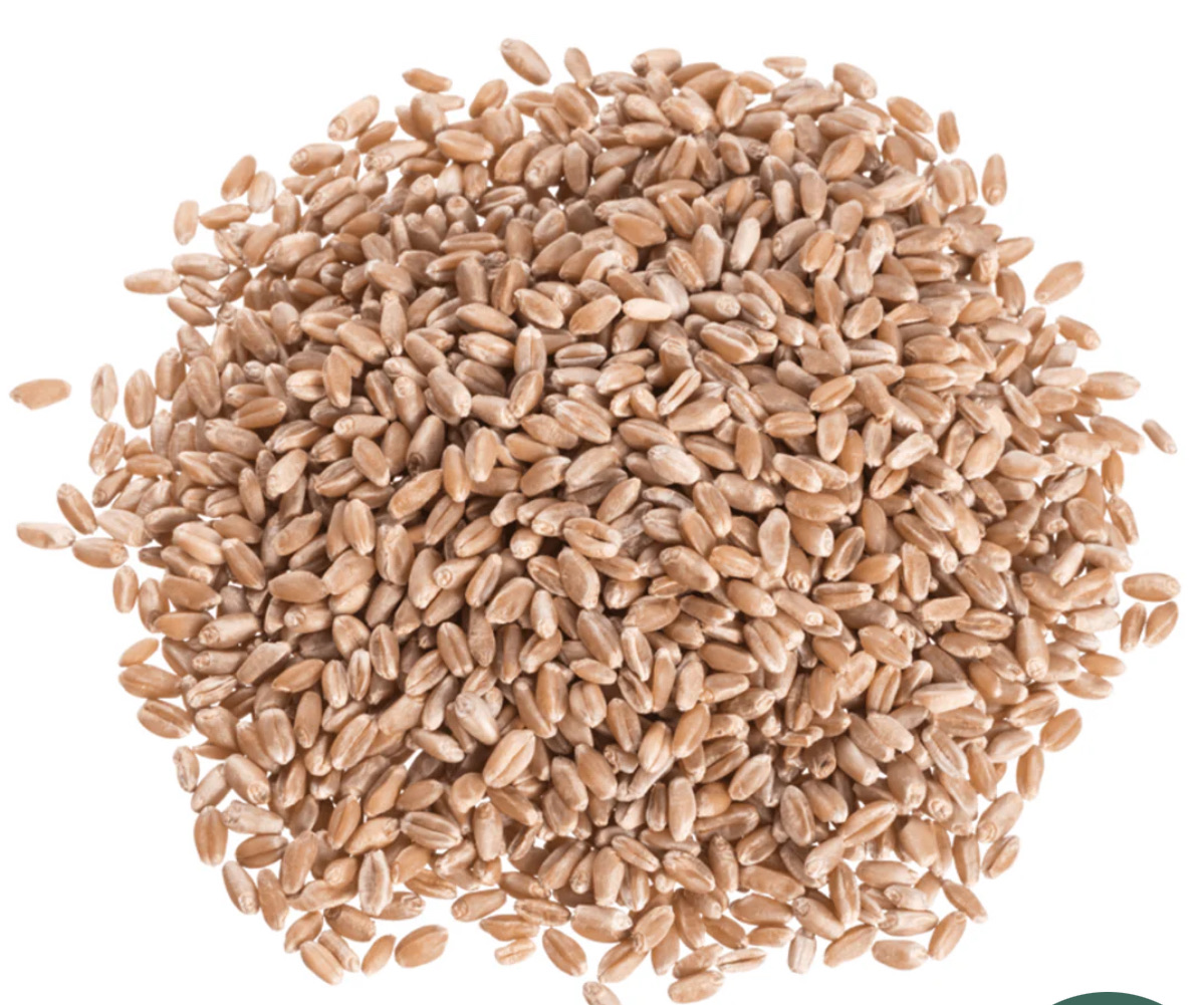 Hard White Wheat Fresh Milled Flour