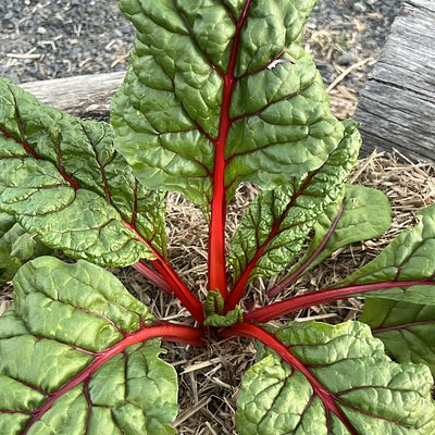 Rainbow Silverbeet - Bunch