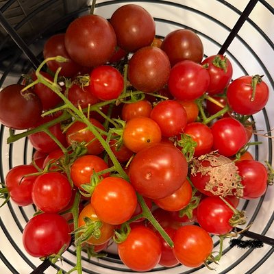 Cherry Tomatoes (pint)