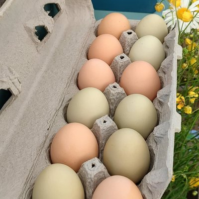 Chicken Eggs 1 Dozen 