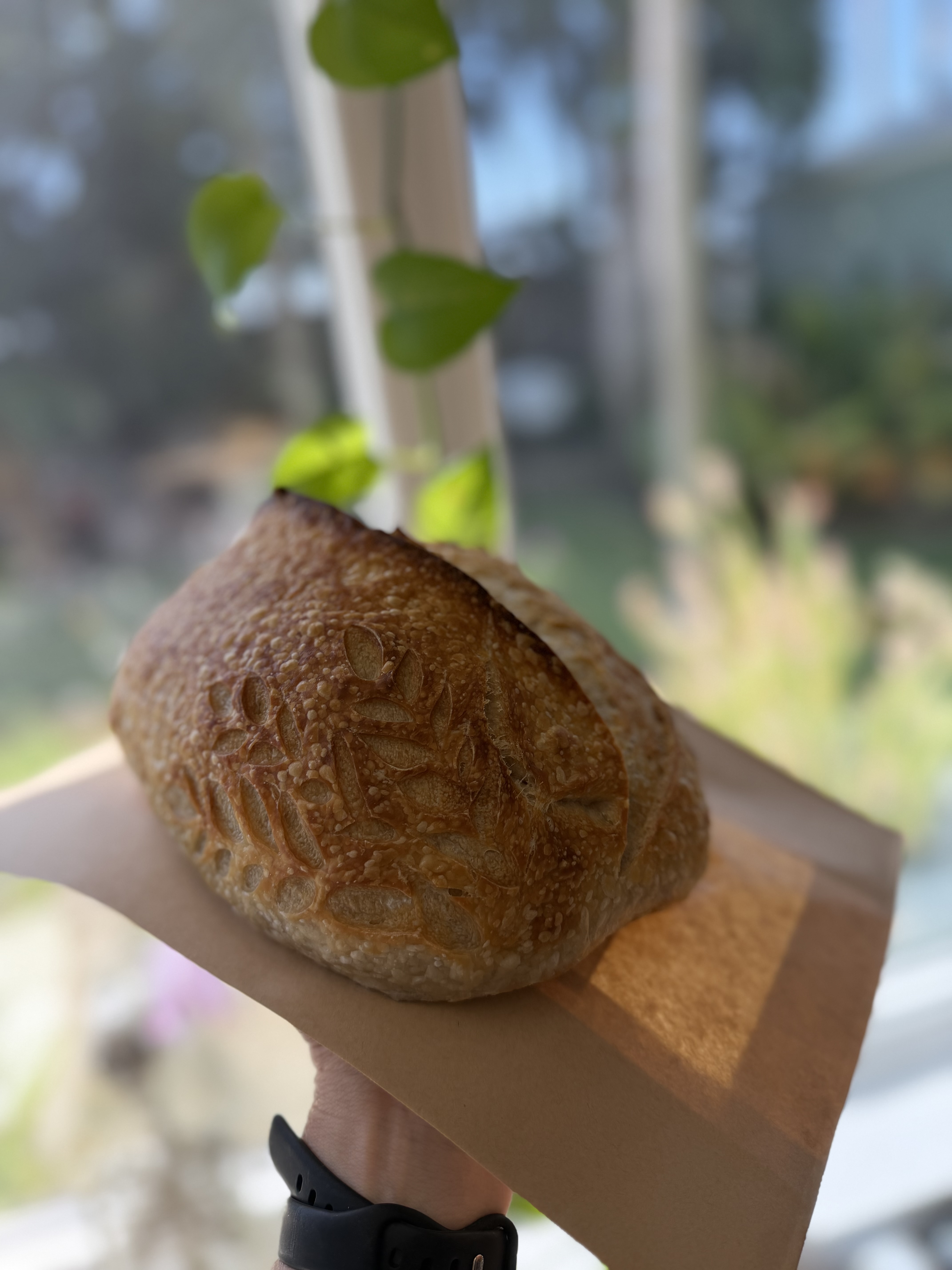 Organic Medium Sourdough Loaf 