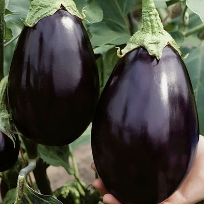 Eggplant: Black Beauty (10 Seeds)