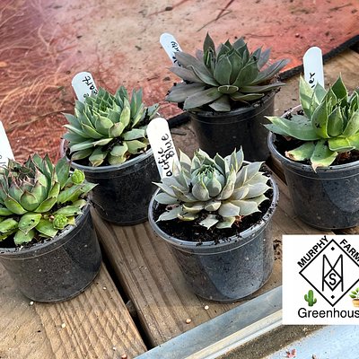 Hen & Chicks Succulent 