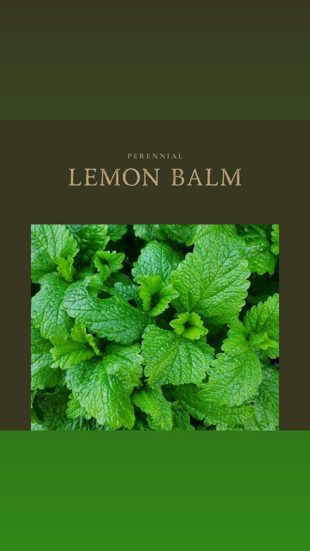 Lemon Balm