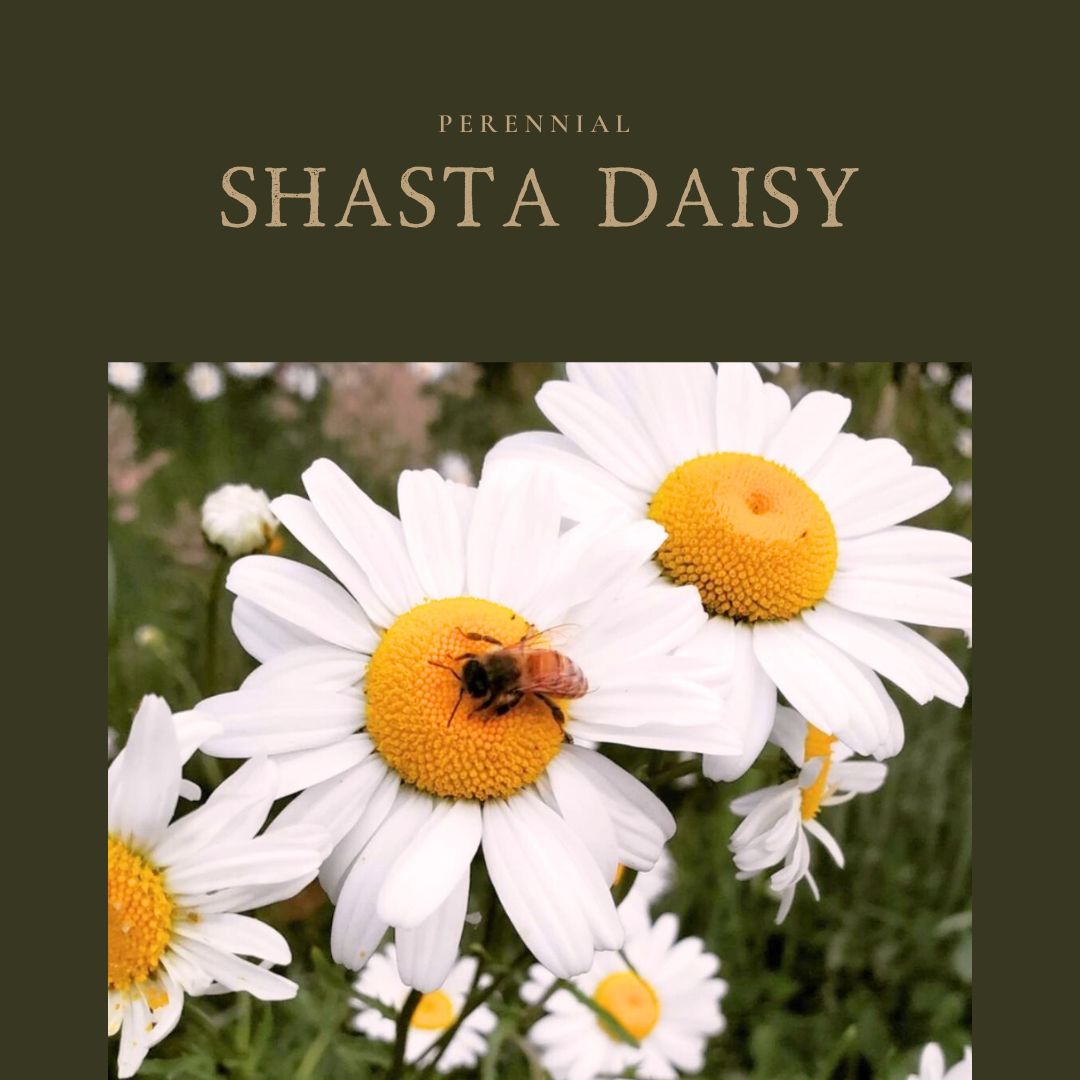 Daisy Shasta