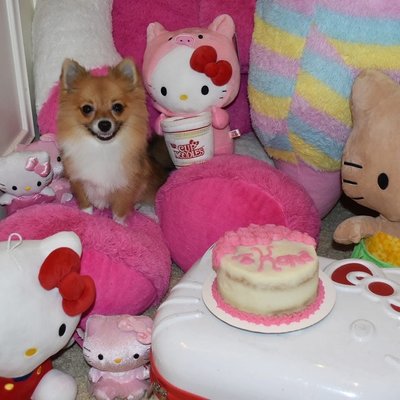 Pup Cakes For Dogs 🐶 